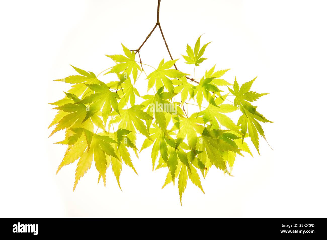 Foglie verdi chiare di una pianta Acer Palmatum (acero giapponese). Foto Stock