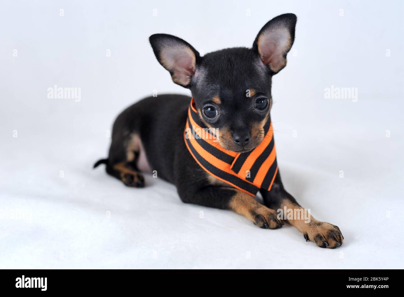 Nero e marrone chiaro con capelli lisci terrrier giocattolo russo con nastro di San Giorgio Foto Stock