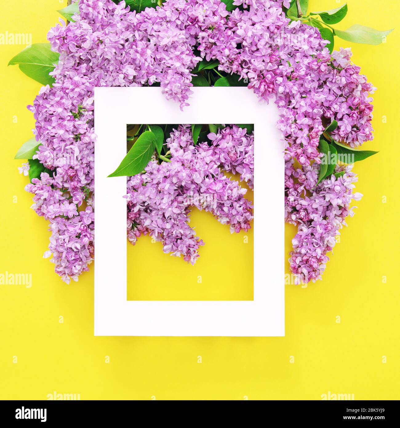 Fiori lilla con cornice bianca su sfondo giallo Foto Stock