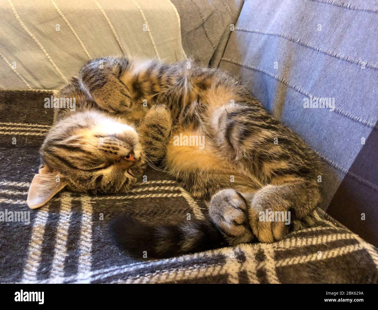 Divertente cercando gatto dormire Foto Stock