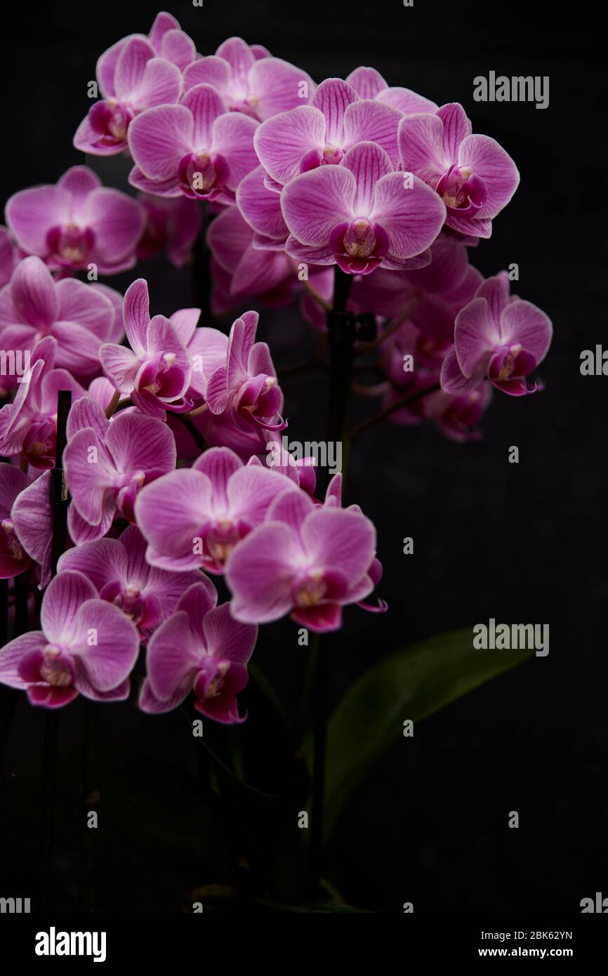 Moth Orchid (Phalaenopsis Hybrid) fiorente in un soggiorno. Foto Stock