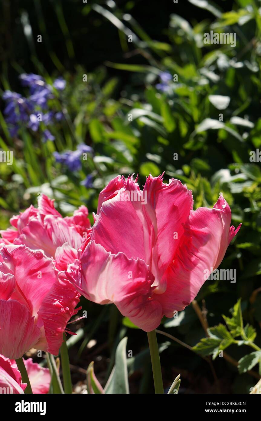 Primo piano di tulipani rosa magenta, Tulipa, passato il loro meglio in letto di fiori Foto Stock