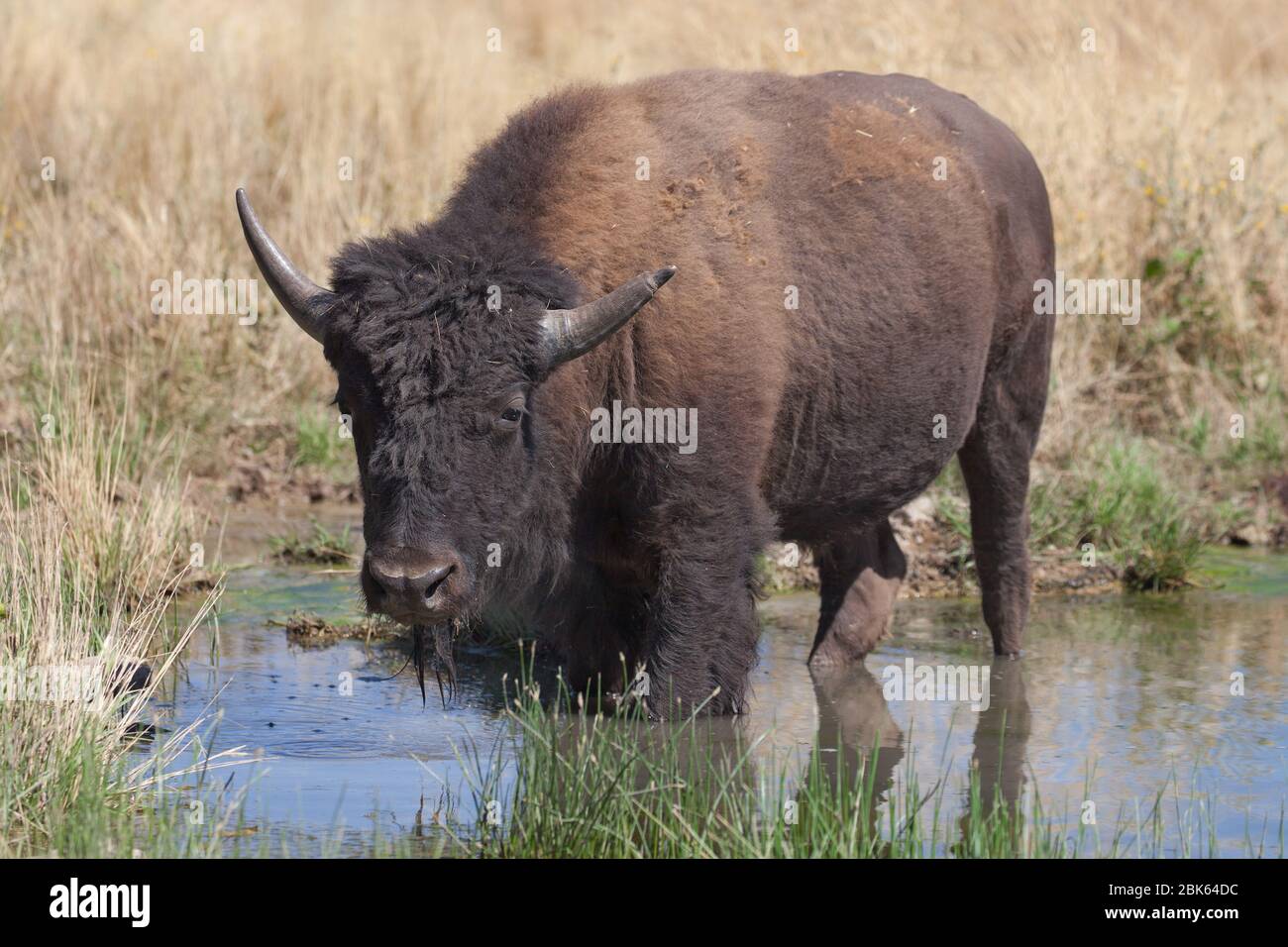 Young American Bison nel Parco Nazionale di Zion, Utah, USA. Foto Stock