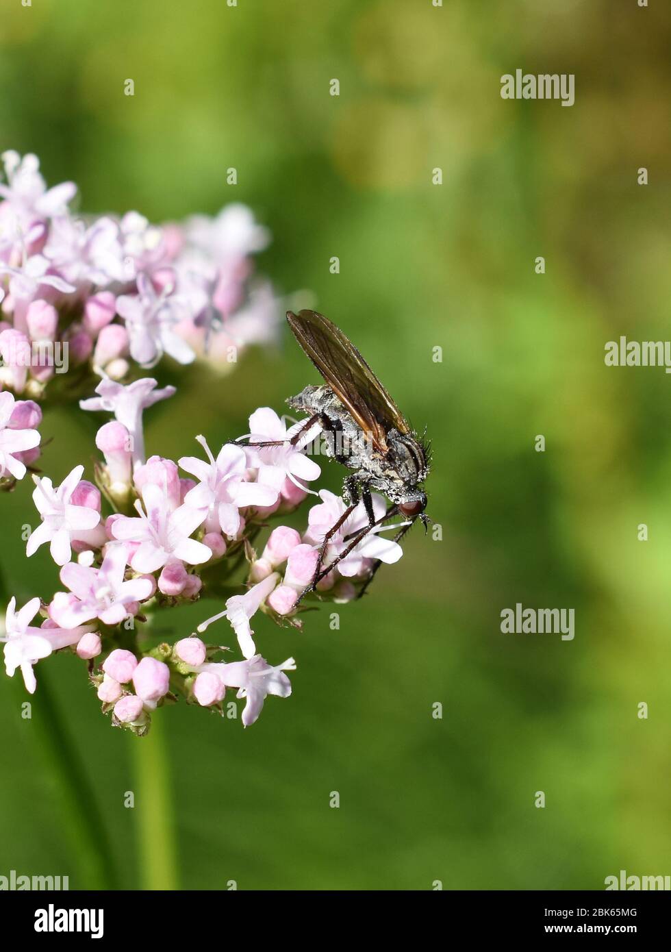 La danza vola Empis tesselata utilizzando i suoi lunghi probosci per nutrirsi di fiori Foto Stock