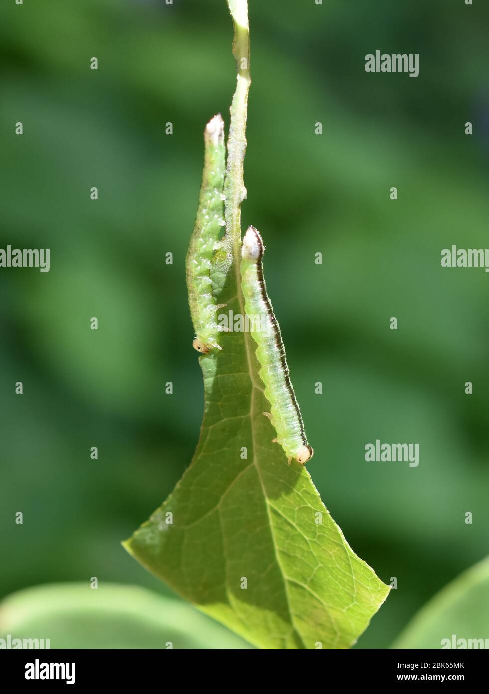 Larve verdi e nere della mosca che mangiano la foglia del honeysuckle Foto Stock
