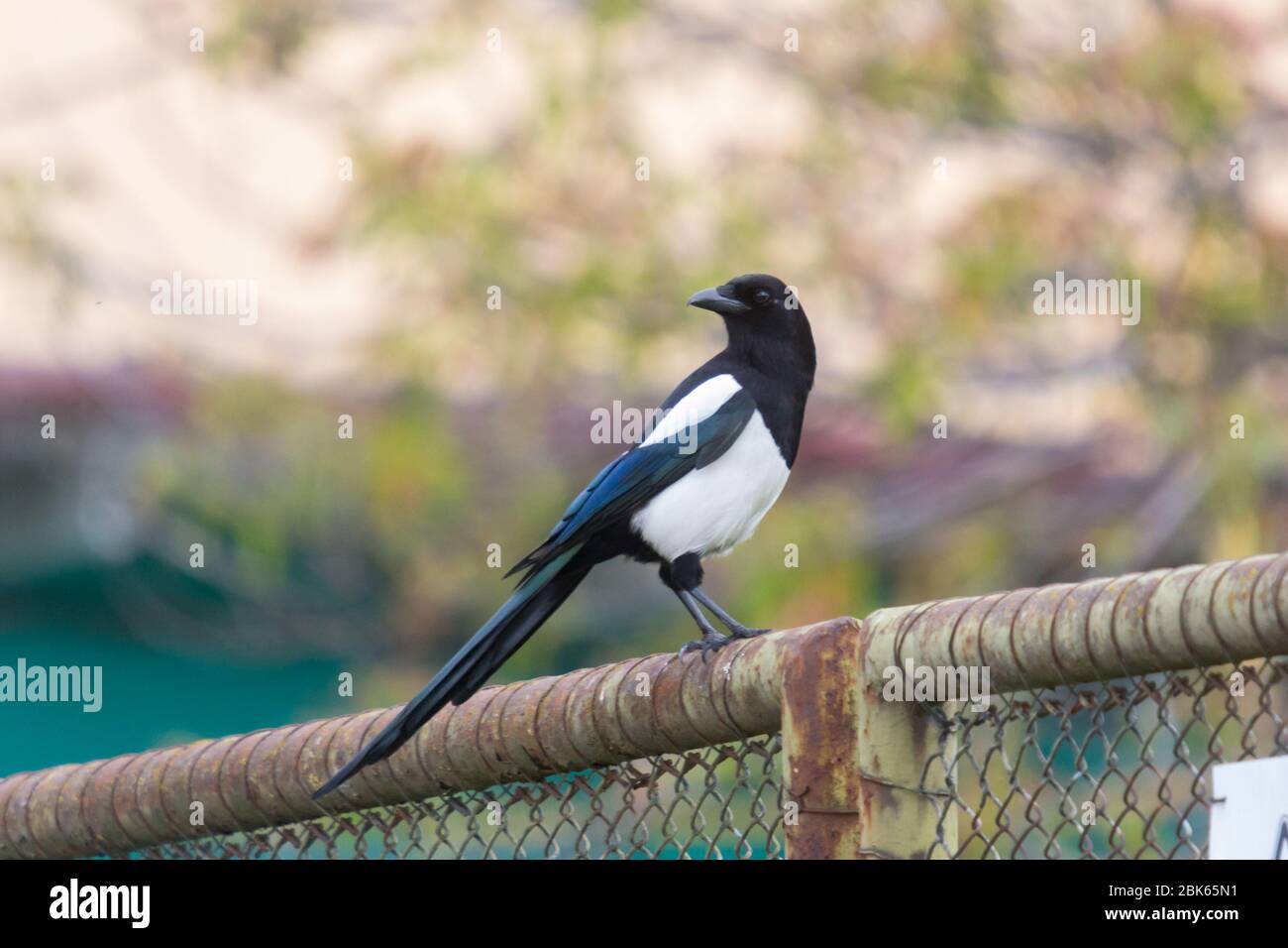 La Magpie Eurasiana o la Magpie comune o Pica pica con sfondo colorato Foto Stock