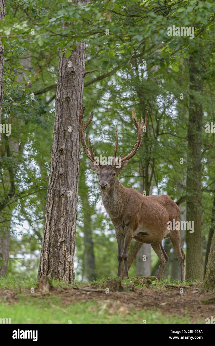 Un cervo rosso in una foresta con pini e querce Foto Stock