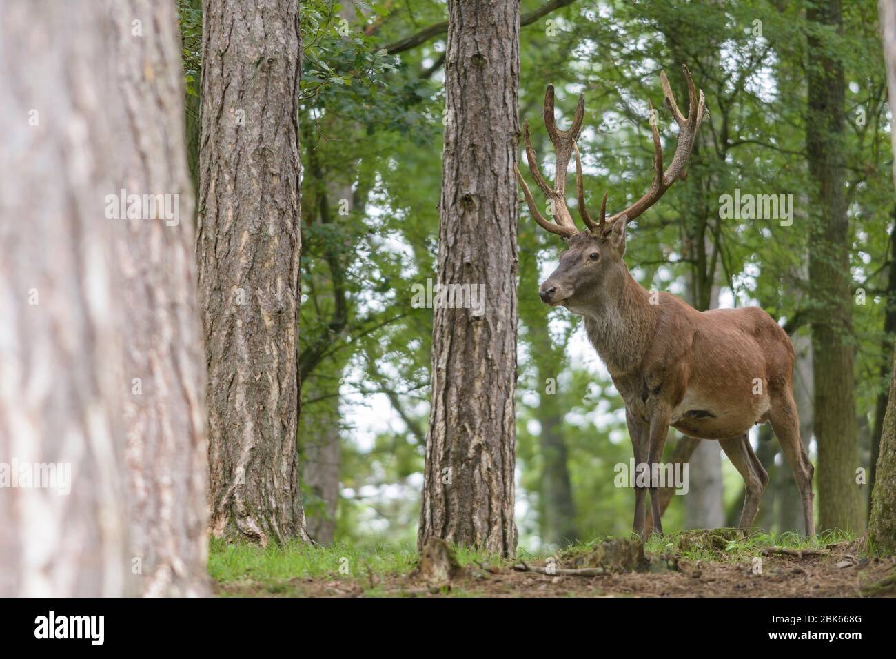 Un cervo rosso in una foresta con pini e querce Foto Stock