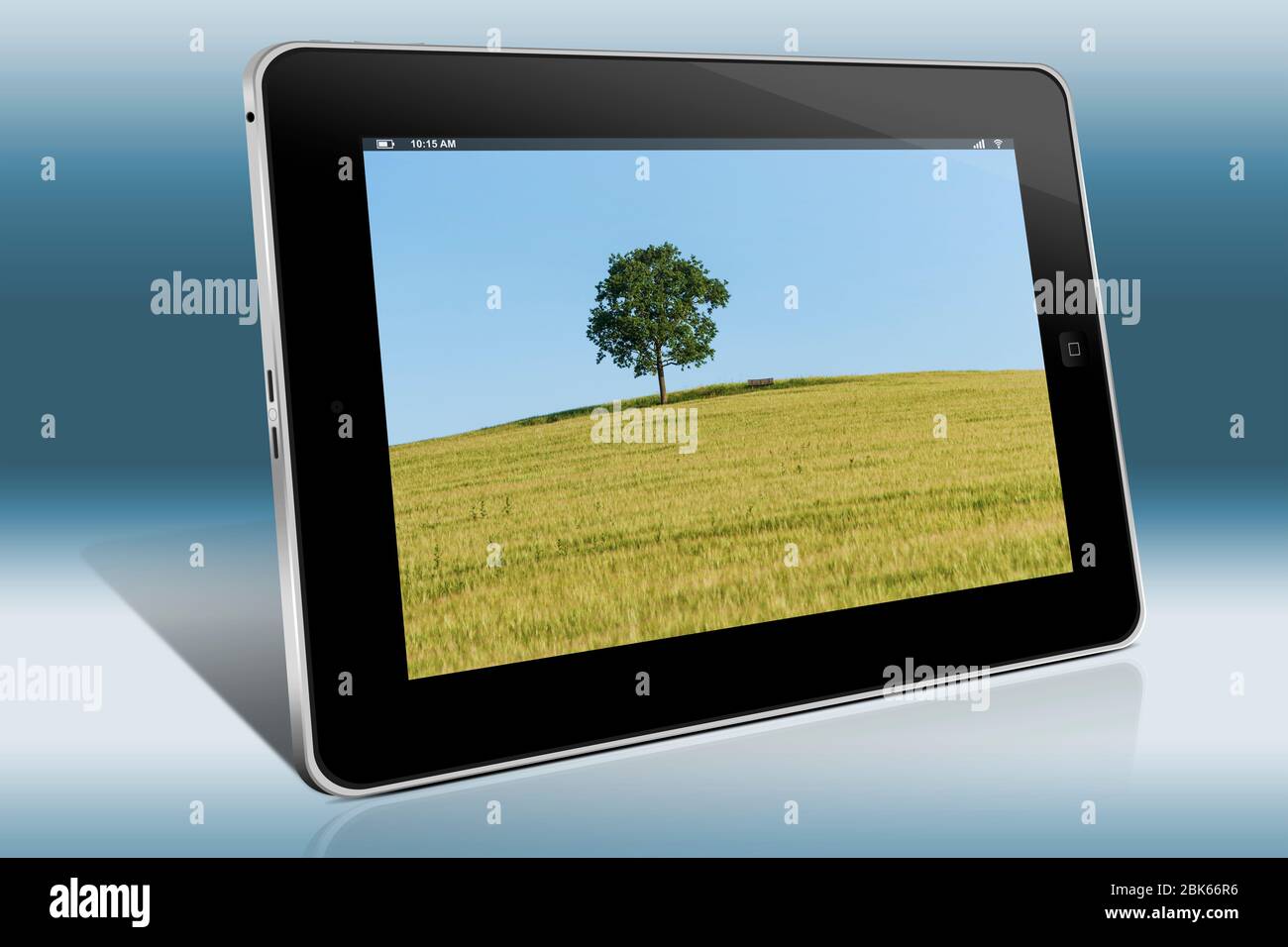 Un albero di quercia e un banco (mobili) in piedi su una collina in un campo di grano in estate. Foto Stock