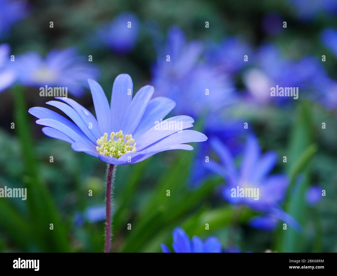 Primo piano di un fiore bianco anemone blu pallido aperto (fiore del vento invernale) con altri dietro Foto Stock