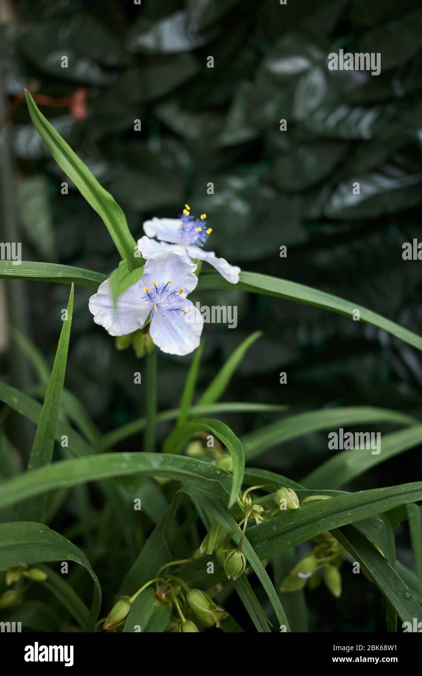 Tradescantia virginiana fiori blu Foto Stock