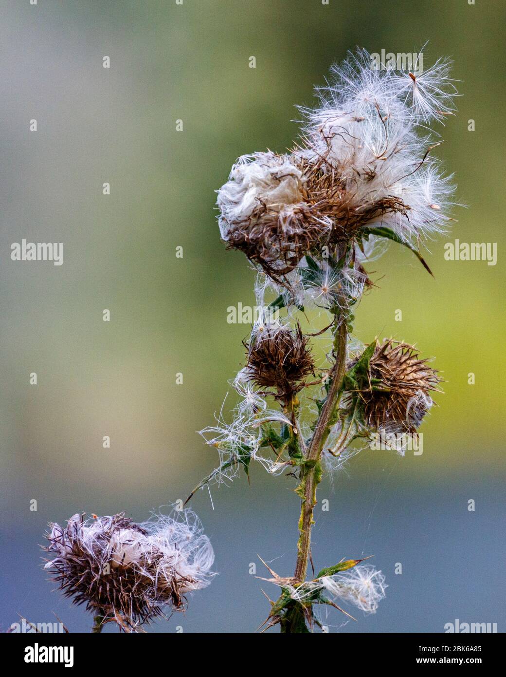 Thistle Foto Stock
