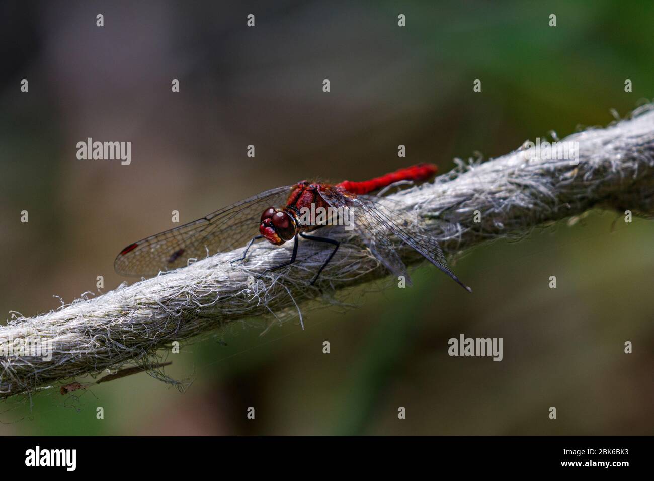 dragonfly poggiata su corda Foto Stock