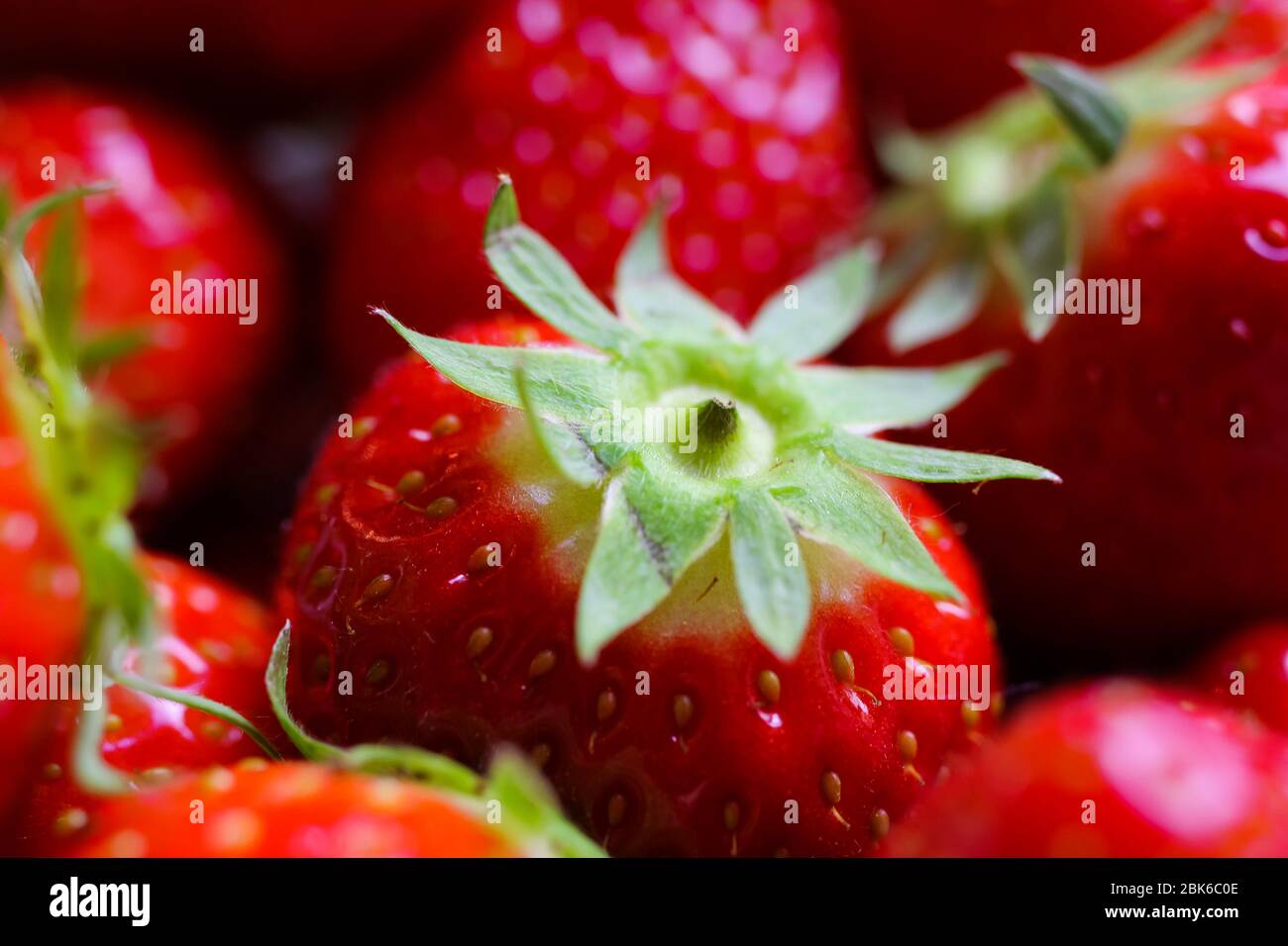 Macro primo piano di gruppi isolati fragole fresche mature rosse con foglie verdi Foto Stock