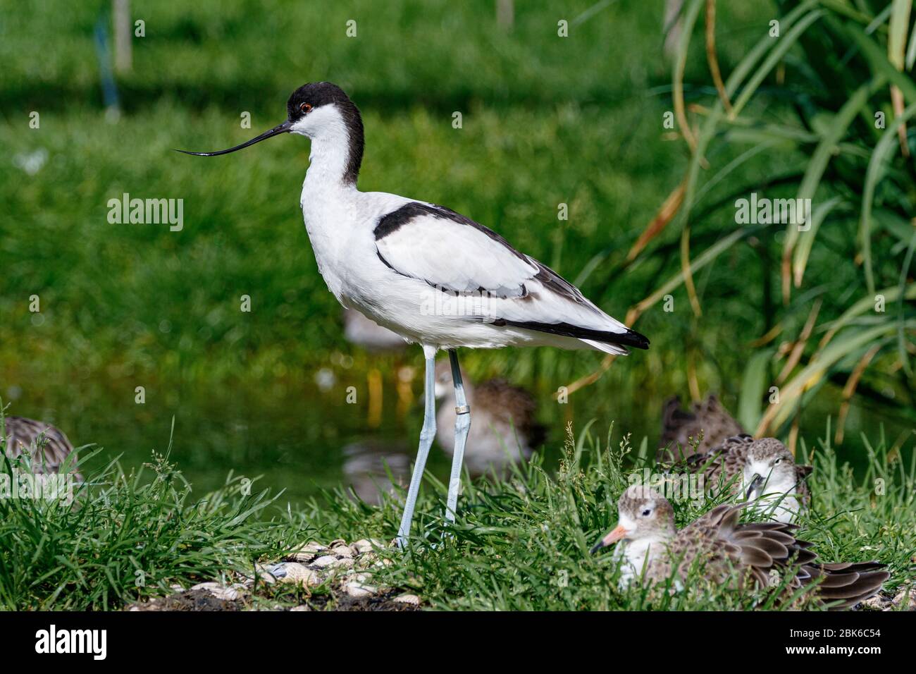 avocetto in piedi Foto Stock