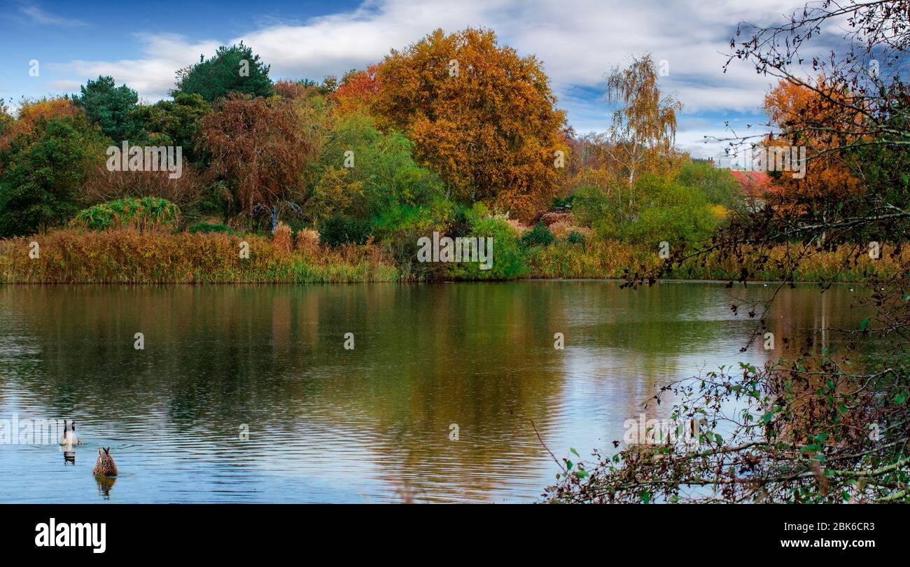 vista sul lago in estate con anatre Foto Stock