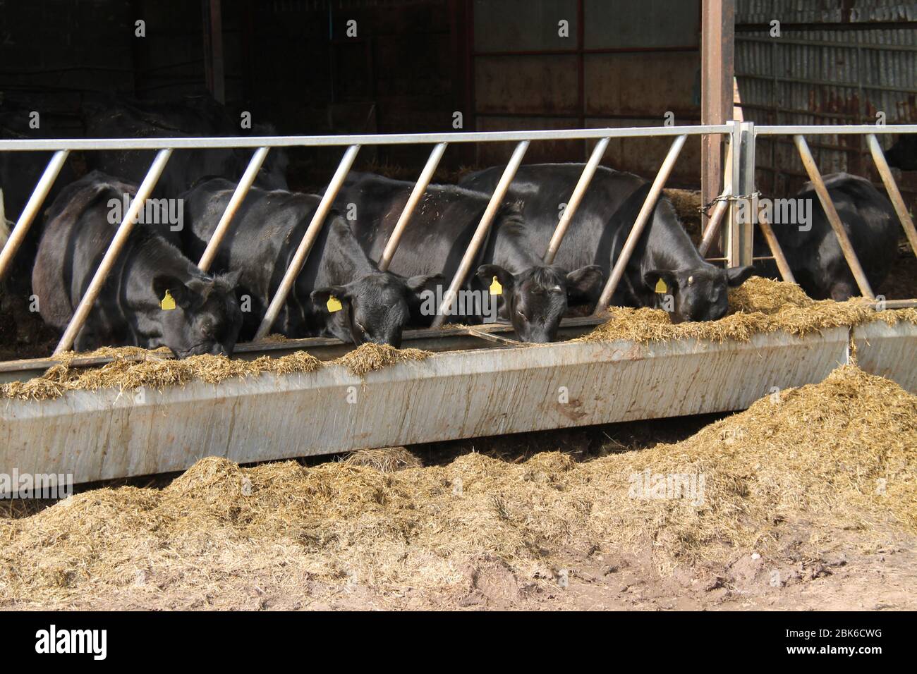 Un gruppo di mucche di fattoria che alimentano ad un granaio di fattoria. Foto Stock