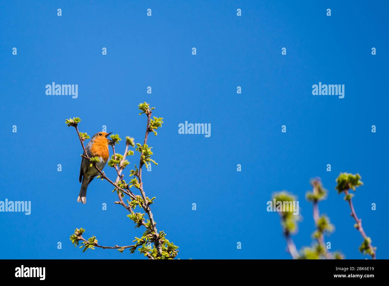 Un Robin Singing (Erithacus rubecula) nel Regno Unito Foto Stock