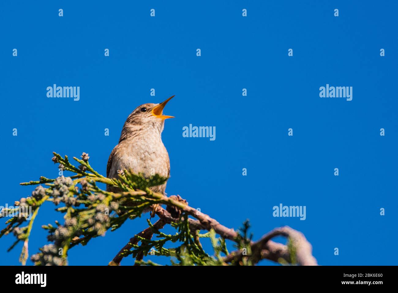 Un Wren (Troglodytes troglodytes) che cantava nel Regno Unito Foto Stock