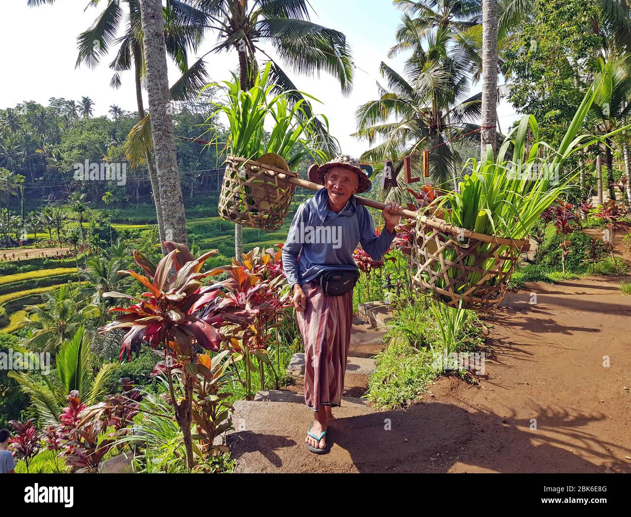 Coltivatore locale che trasporta le piante di riso in un cestino sui campi di riso di Jatiluwih su Bali Indonesia Foto Stock