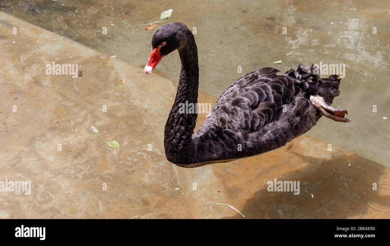 Nuoto cigno nero in Pinnawala zoo aperto Foto Stock