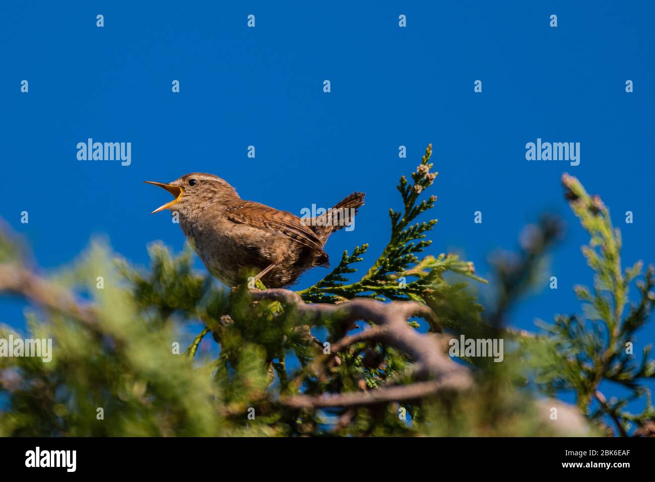 Un Wren (Troglodytes troglodytes) che cantava nel Regno Unito Foto Stock