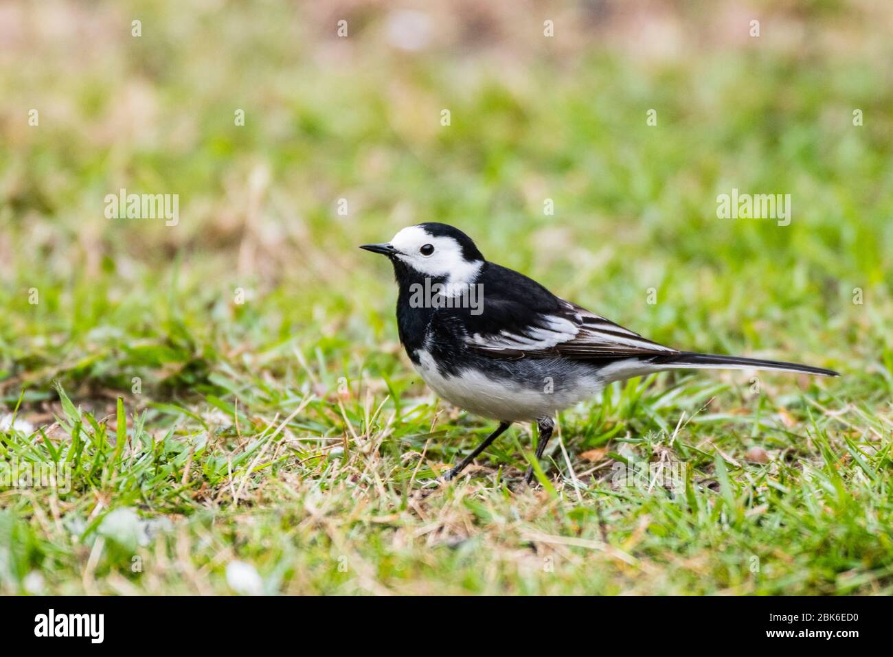 Un Pied wagtail (Motacilla alba) nel Regno Unito Foto Stock