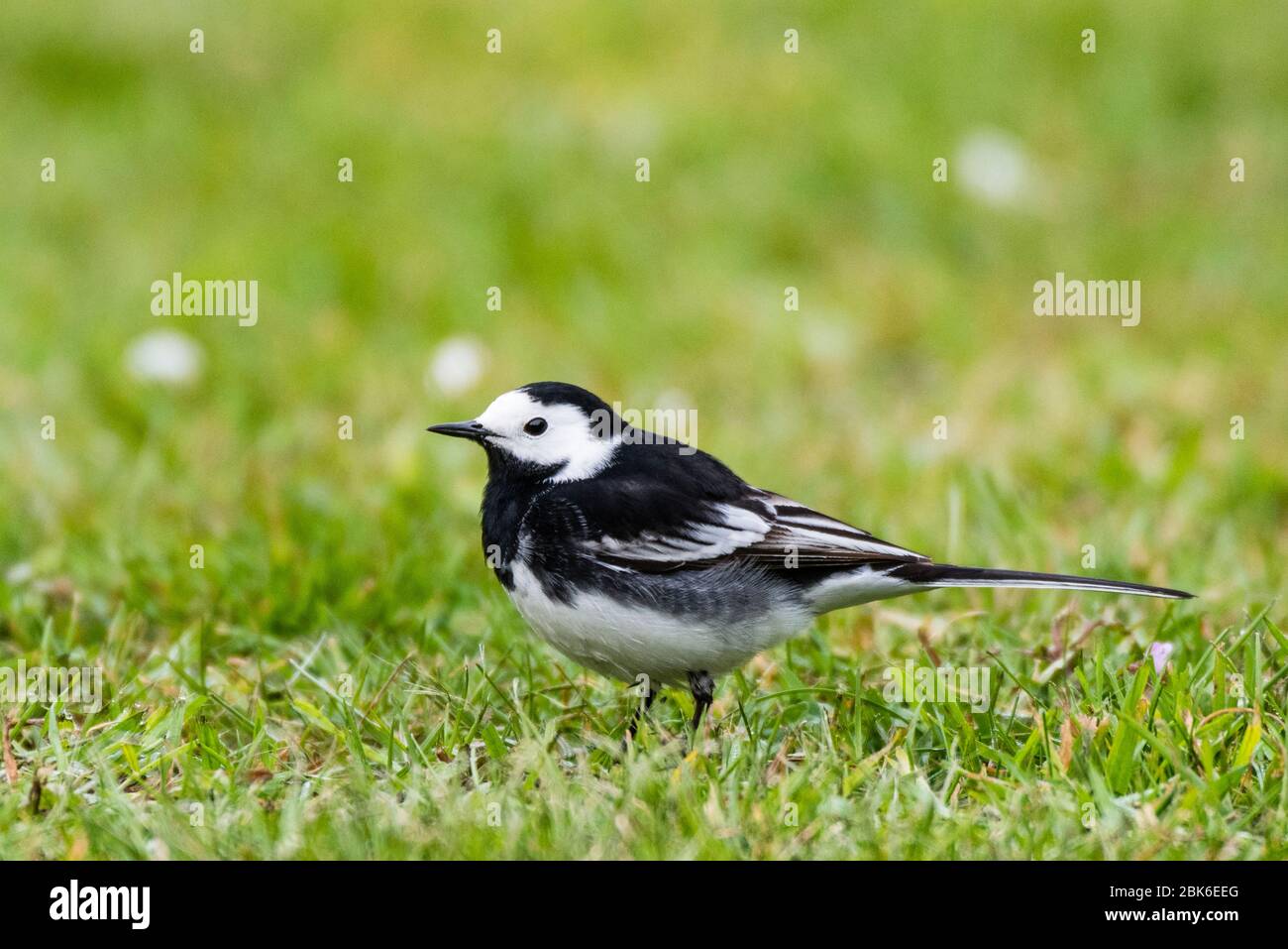 Un Pied wagtail (Motacilla alba) nel Regno Unito Foto Stock
