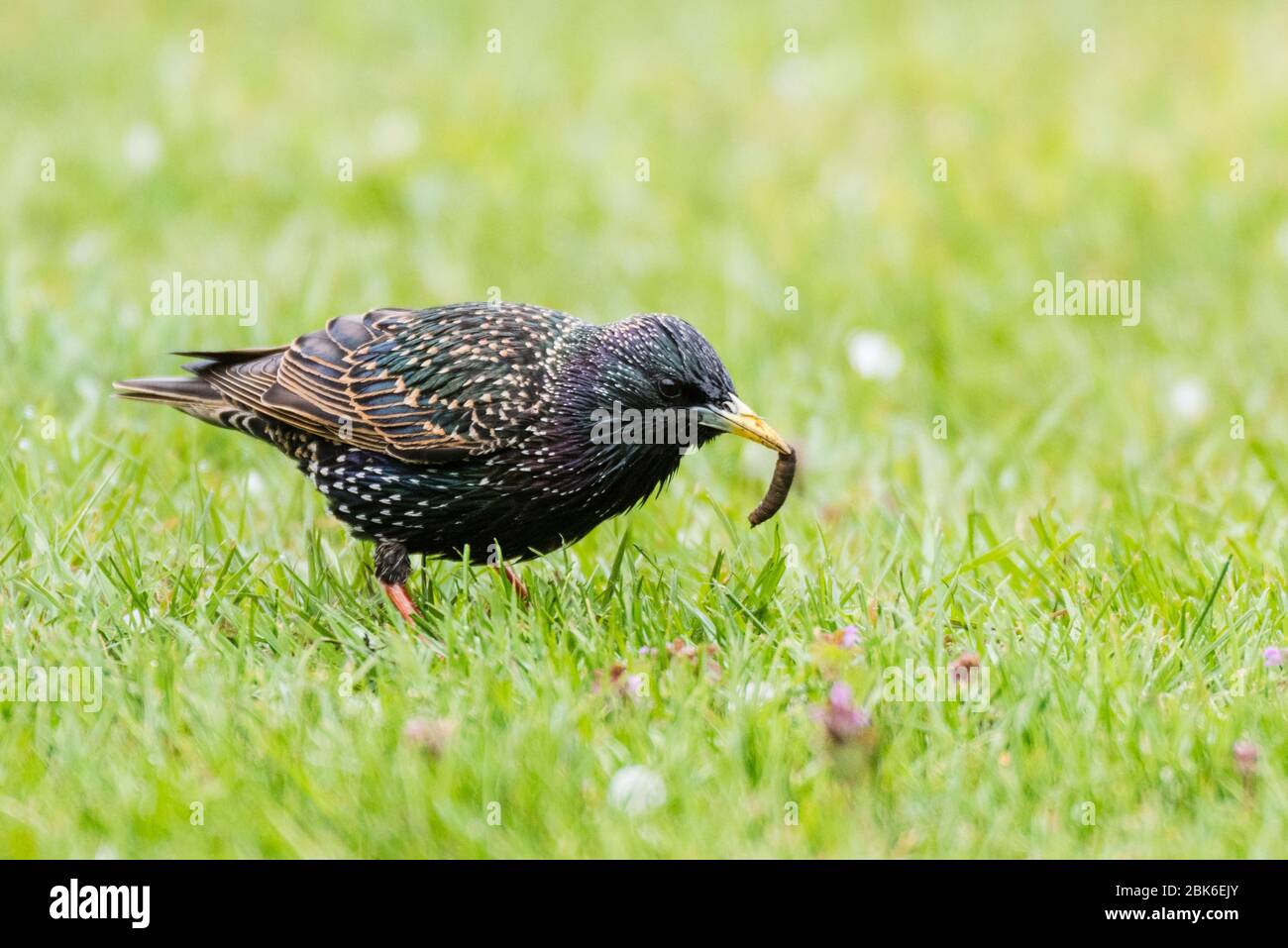 Uno Starling (Sturnus vulgaris) scavando le grubs in un giardino britannico Foto Stock