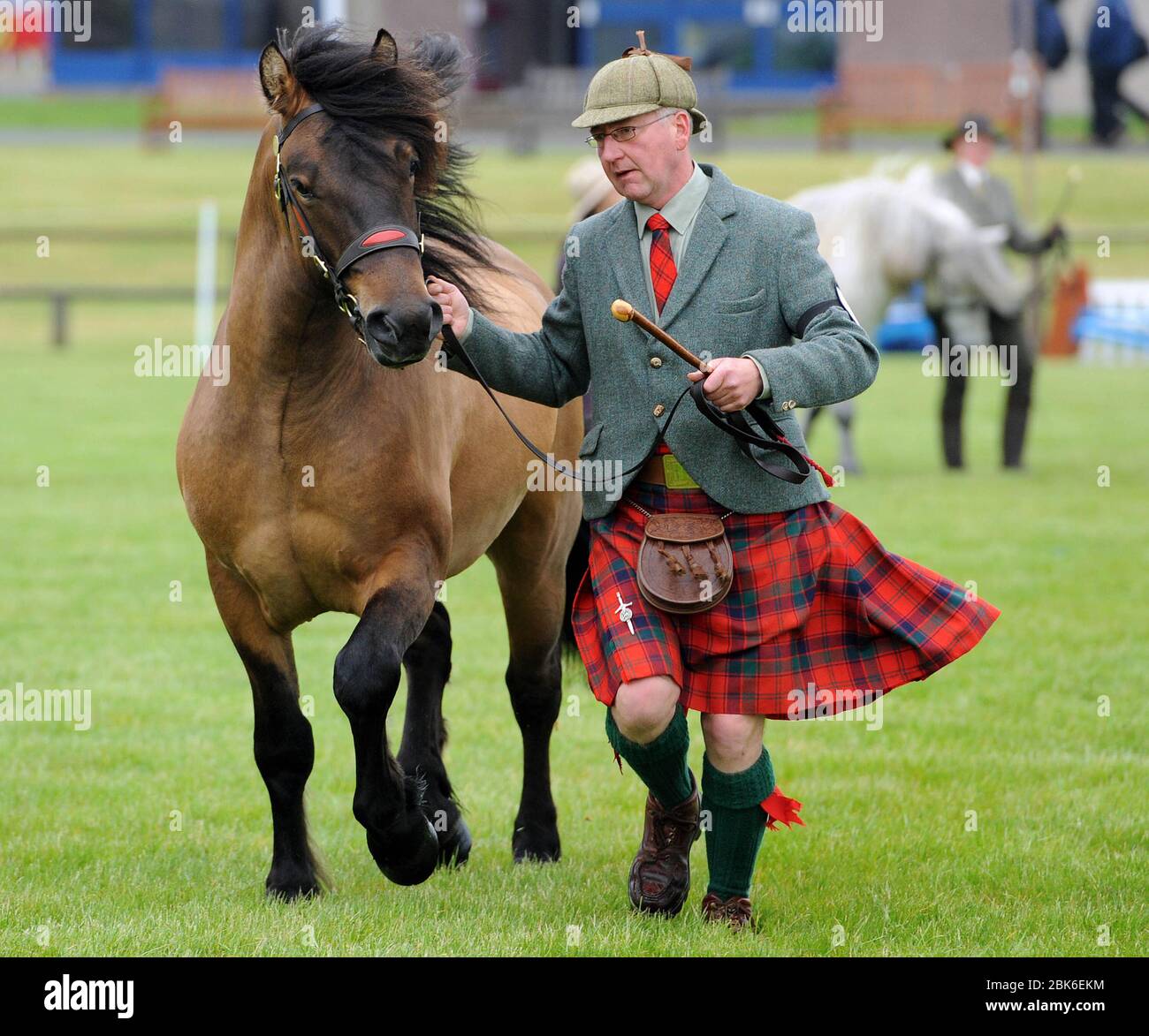 Agricoltura, Royal Highland Show 2012, Ingliston show Ground, Edimburgo. Pony Highland nella sezione mano, (maschio). 2 anni o 3 anni Foto Stock