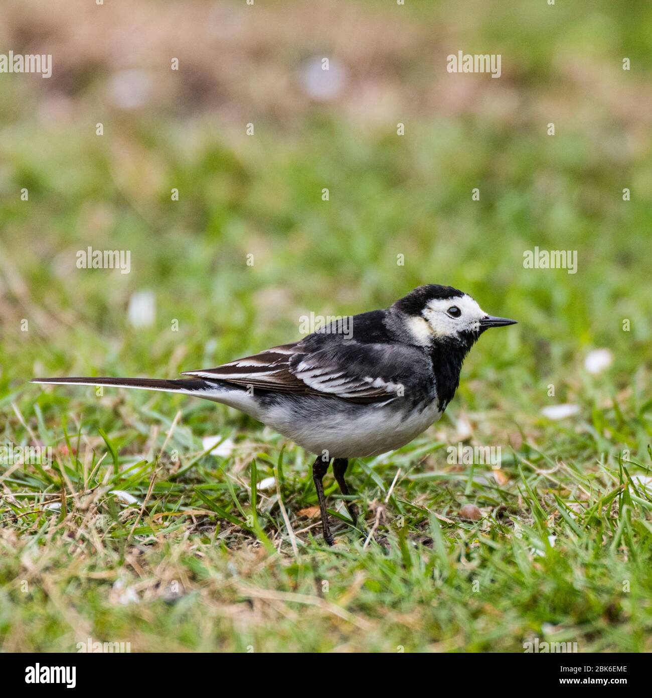 Un Pied wagtail (Motacilla alba) nel Regno Unito Foto Stock