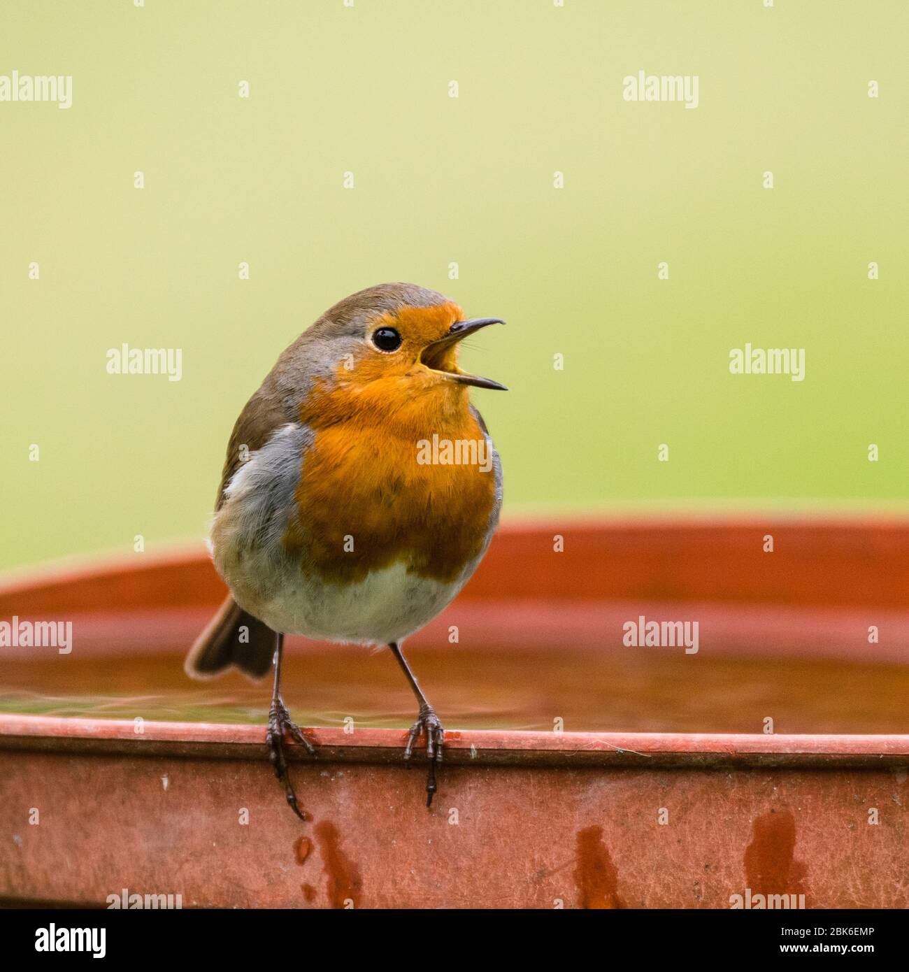 Un Robin Singing (Erithacus rubecula) nel Regno Unito Foto Stock