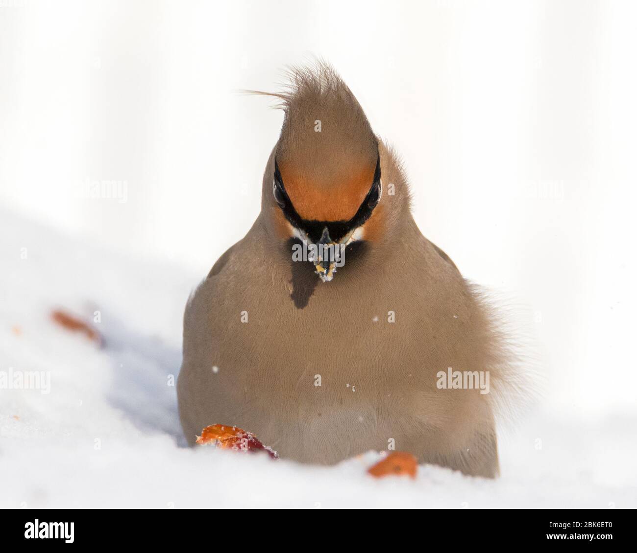 Vista frontale primo piano ritratto di Boemo Waxwing uccello nella neve Foto Stock