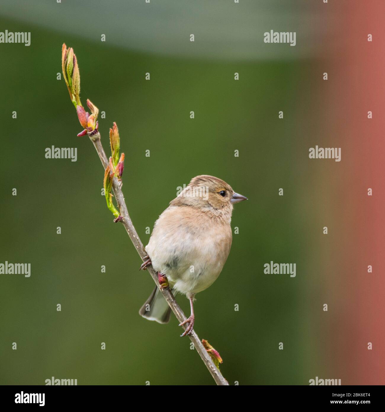 Una femmina (fringuello Fringilla coelebs) nel Regno Unito Foto Stock