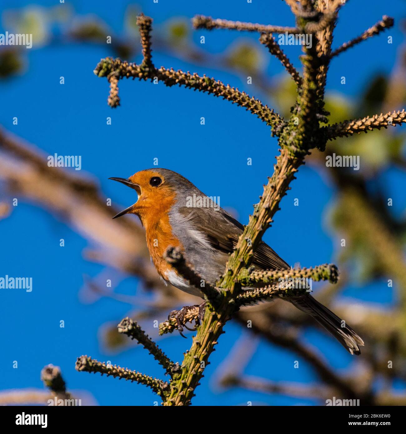 Un Robin Singing (Erithacus rubecula) nel Regno Unito Foto Stock