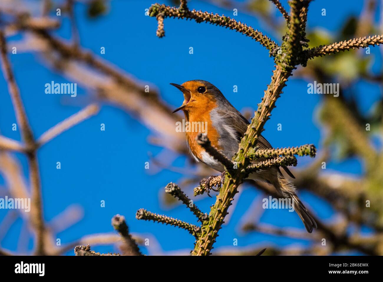 Un Robin Singing (Erithacus rubecula) nel Regno Unito Foto Stock