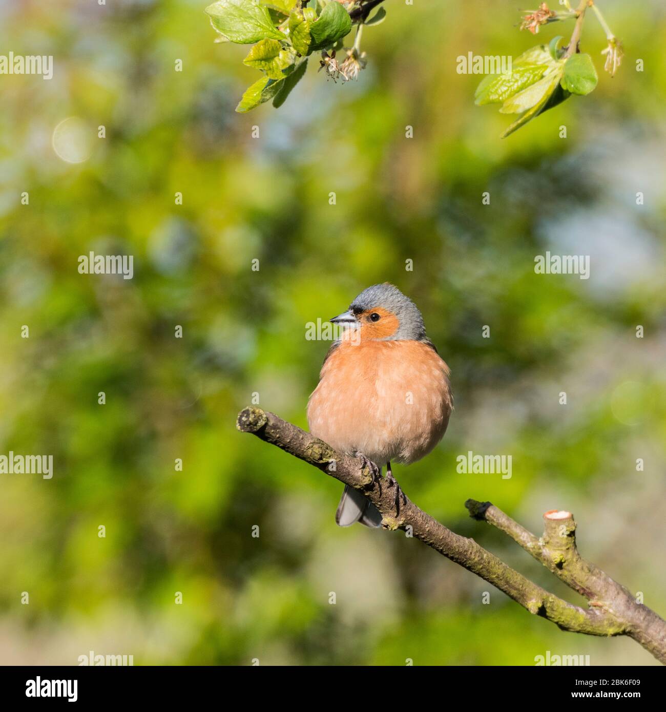 Un maschio (fringuello Fringilla coelebs) nel Regno Unito Foto Stock
