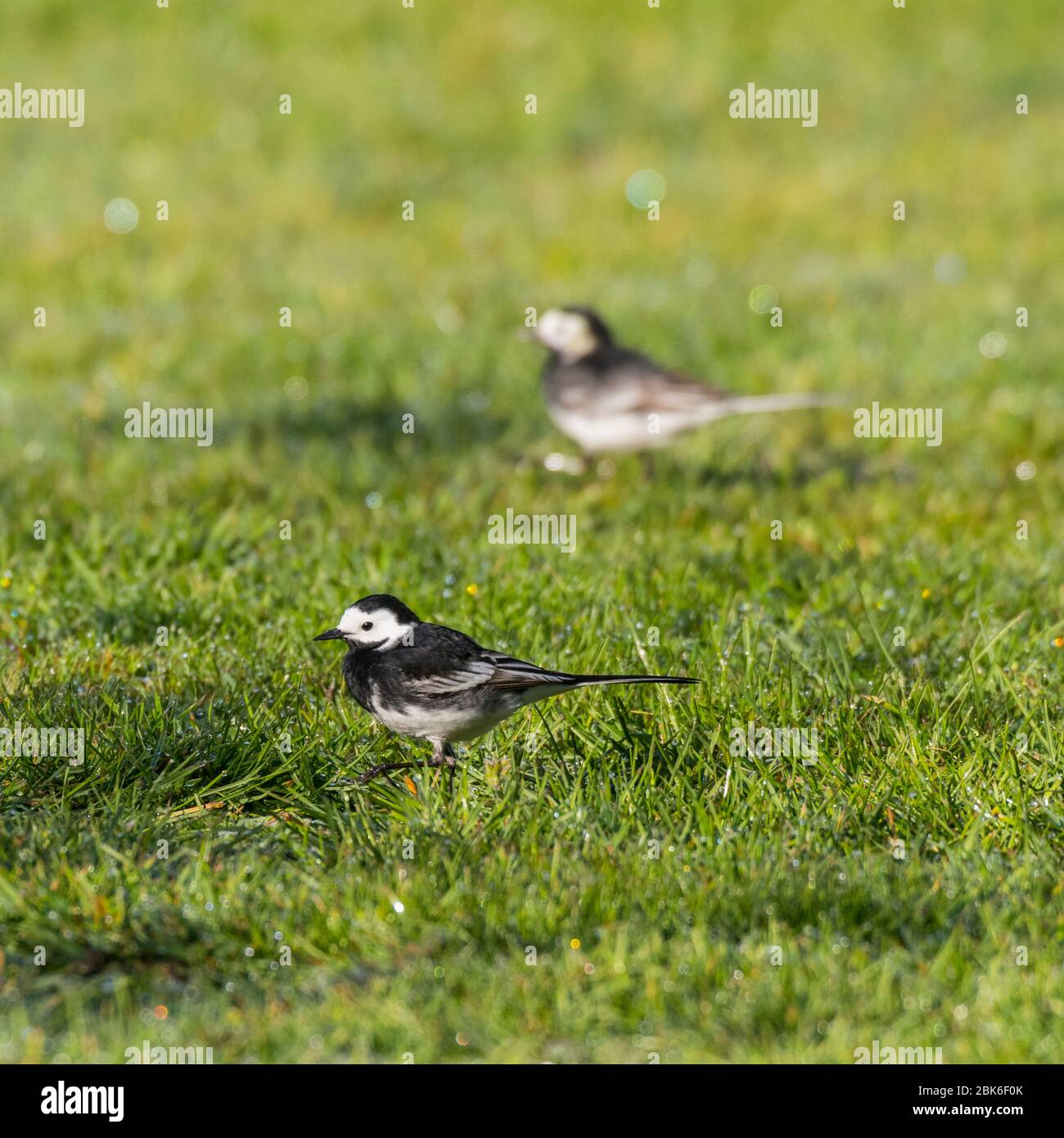 Un paio di ped wagtail (Motacilla alba) nel Regno Unito Foto Stock