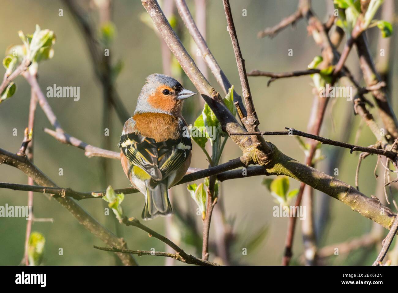 Un maschio (fringuello Fringilla coelebs) nel Regno Unito Foto Stock