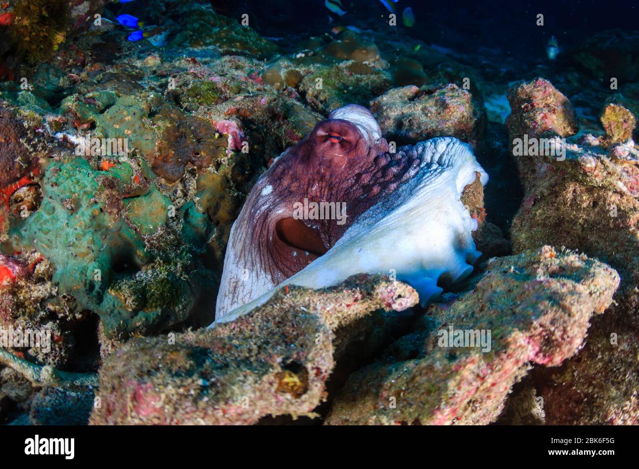 Polpo comune nascosto tra coralli rotti su una barriera corallina tropicale nel Mare delle Andamane Foto Stock