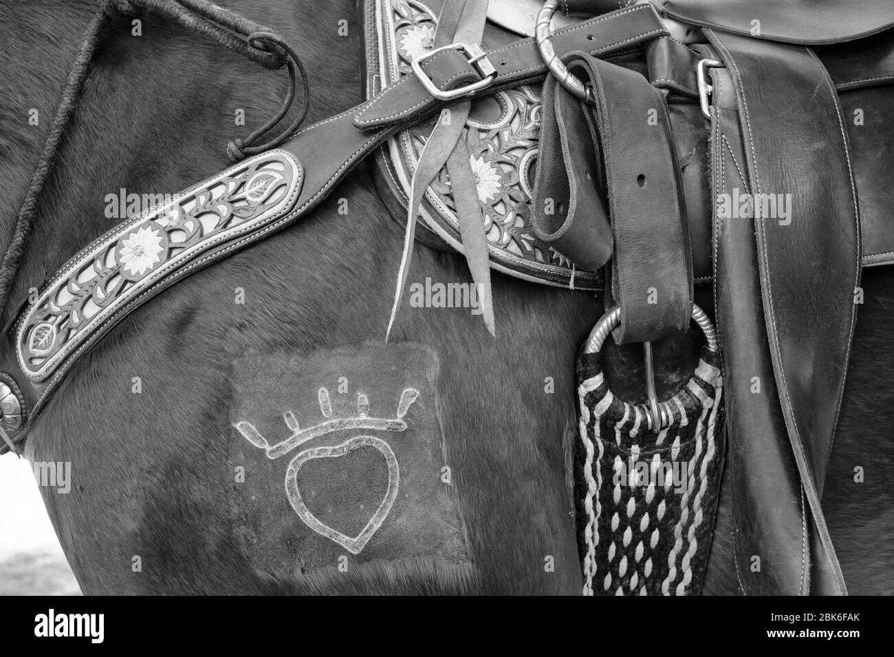 Dettaglio del marchio di allevamento su un cavallo. Foto Stock