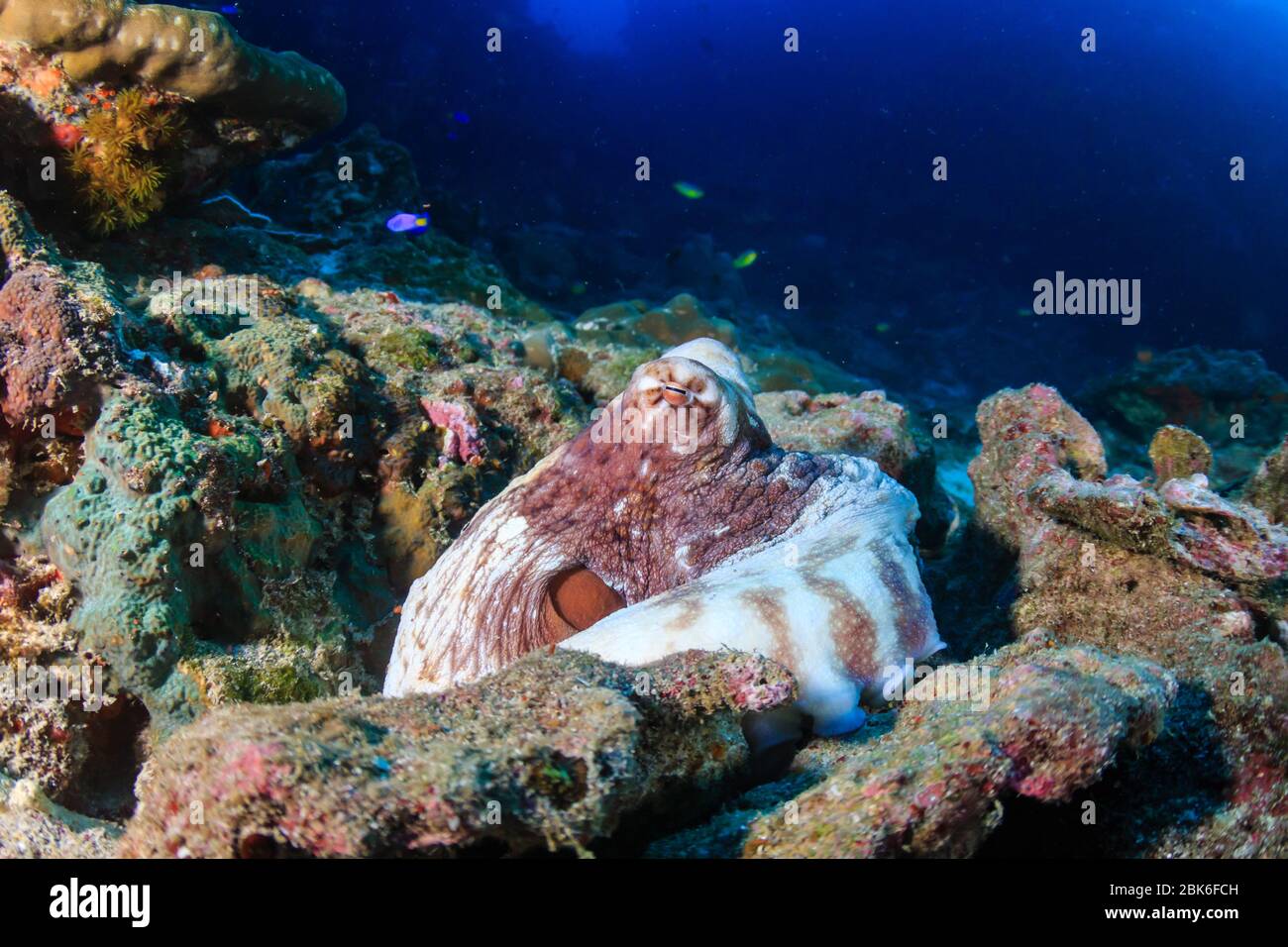 Polpo comune nascosto tra coralli rotti su una barriera corallina tropicale nel Mare delle Andamane Foto Stock