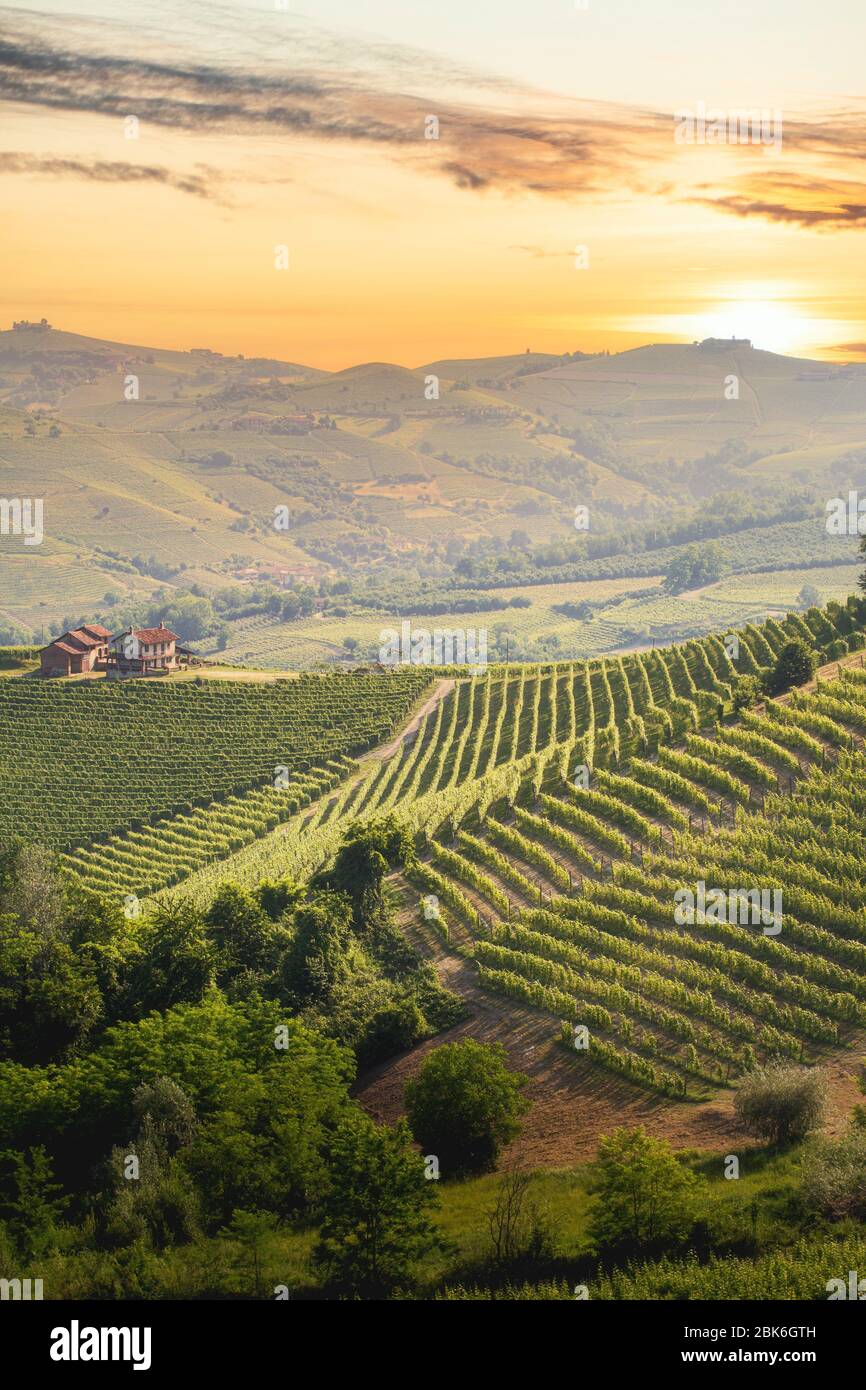 Regione Langhe, Piemonte, Italia. Paesaggio dei vigneti in primavera - estate. Foto Stock