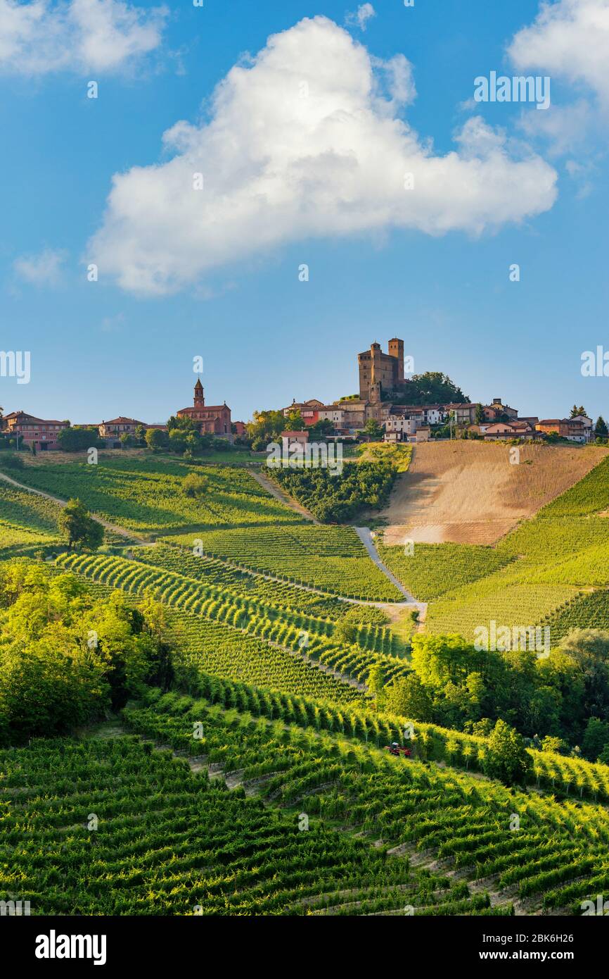 Regione Langhe, Piemonte, Italia. Paesaggio dei vigneti in primavera - estate. Foto Stock