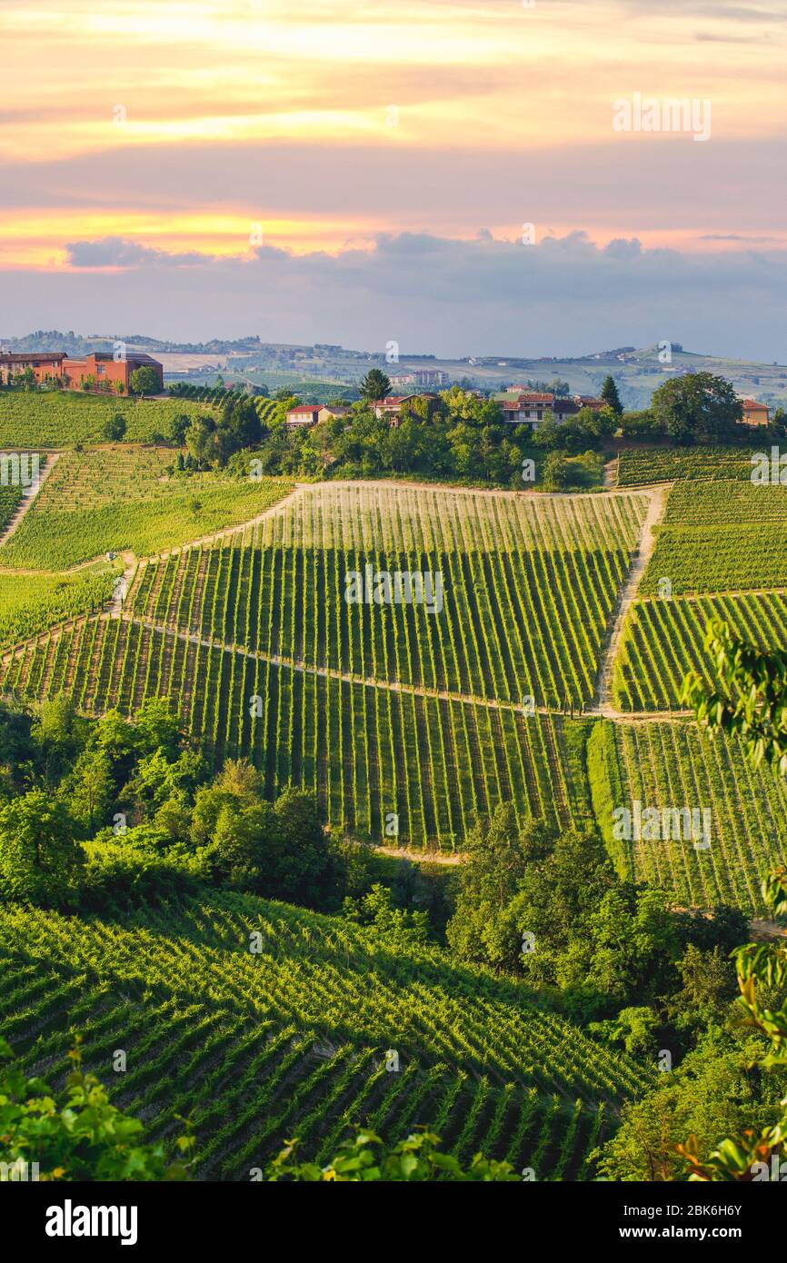 Regione Langhe, Piemonte, Italia. Paesaggio dei vigneti in primavera - estate. Foto Stock