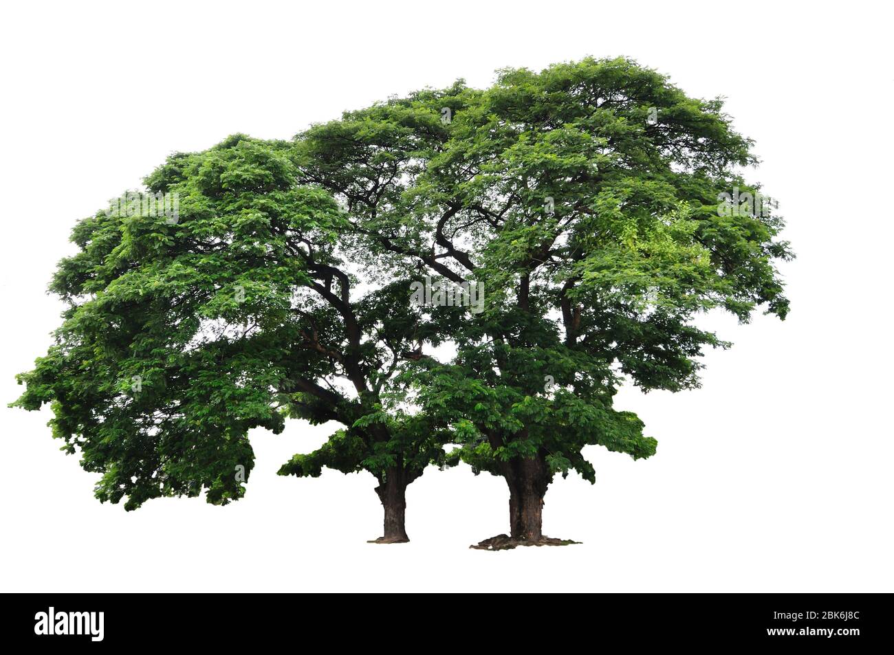 Stella tailandese albero di uva spina su sfondo bianco Foto Stock