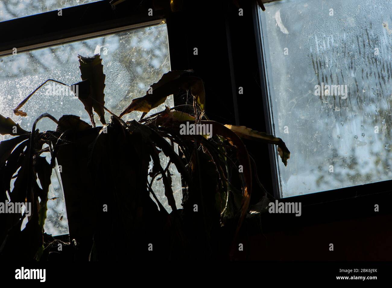 pianta morta sulla soglia del finestrino Foto Stock