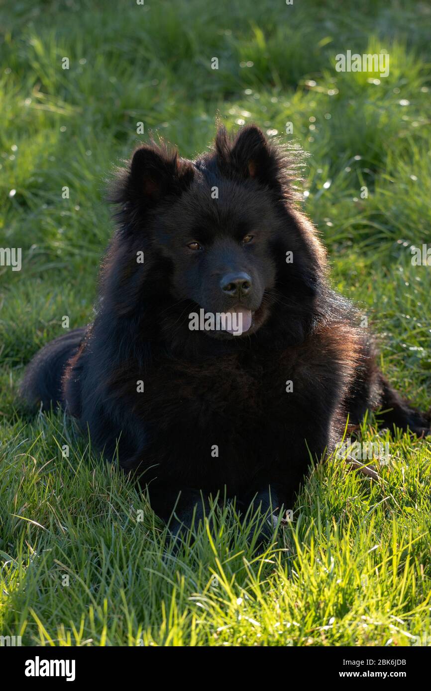 Bel cane Eurasier nero che giace nell'erba. Foto Stock