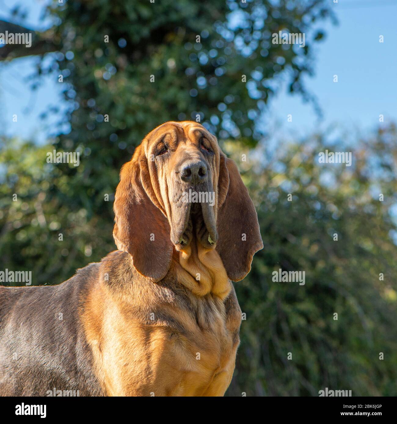 Bloodhound Foto Stock