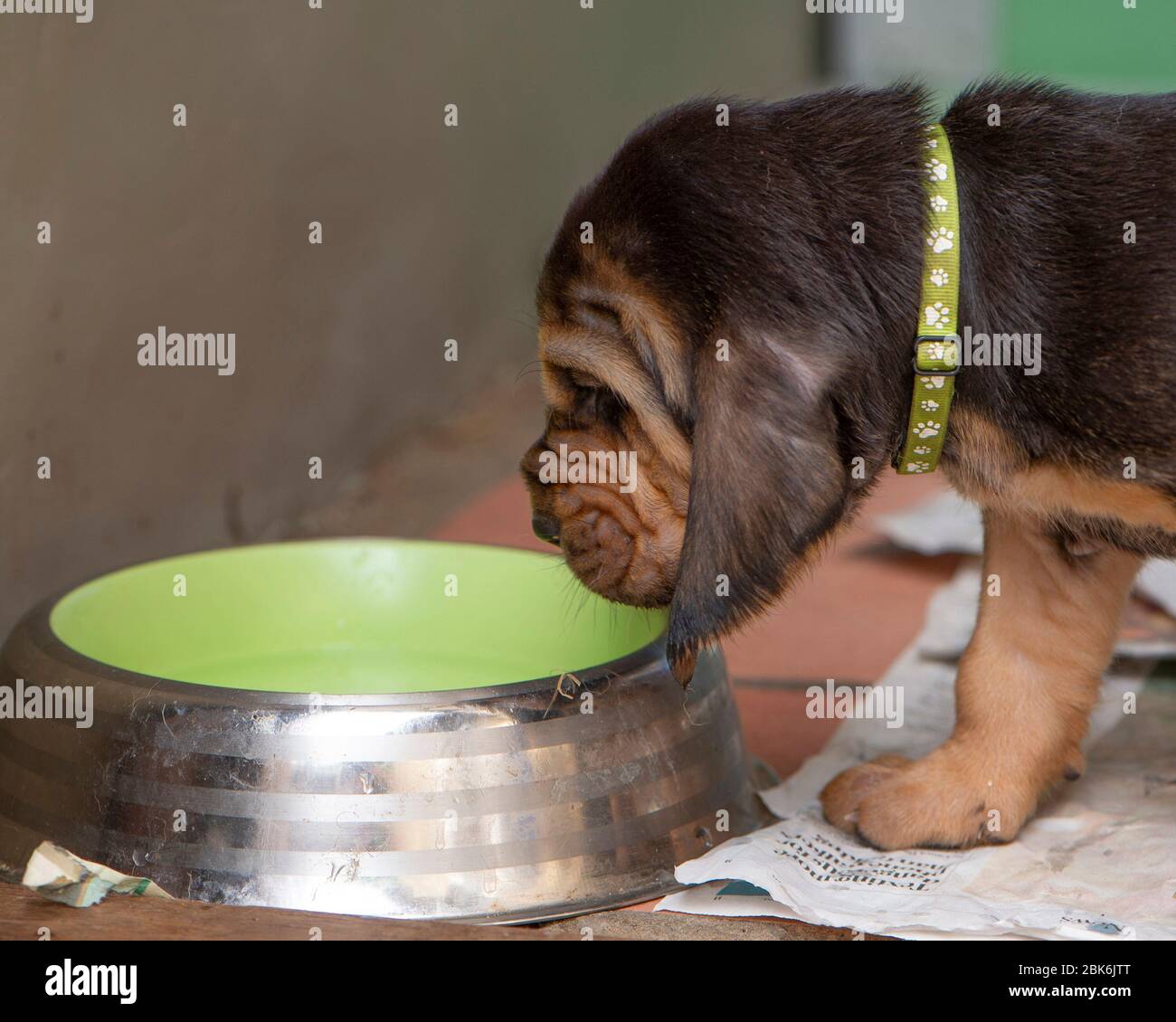 Cucciolo di bere dalla coppa del separatore di condensa Foto Stock